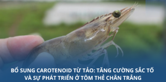 Bổ sung carotenoid từ tảo: Tăng cường sắc tố và sự phát triển ở tôm thẻ chân trắng